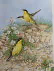 Wendy Bramall - grey wagtail
